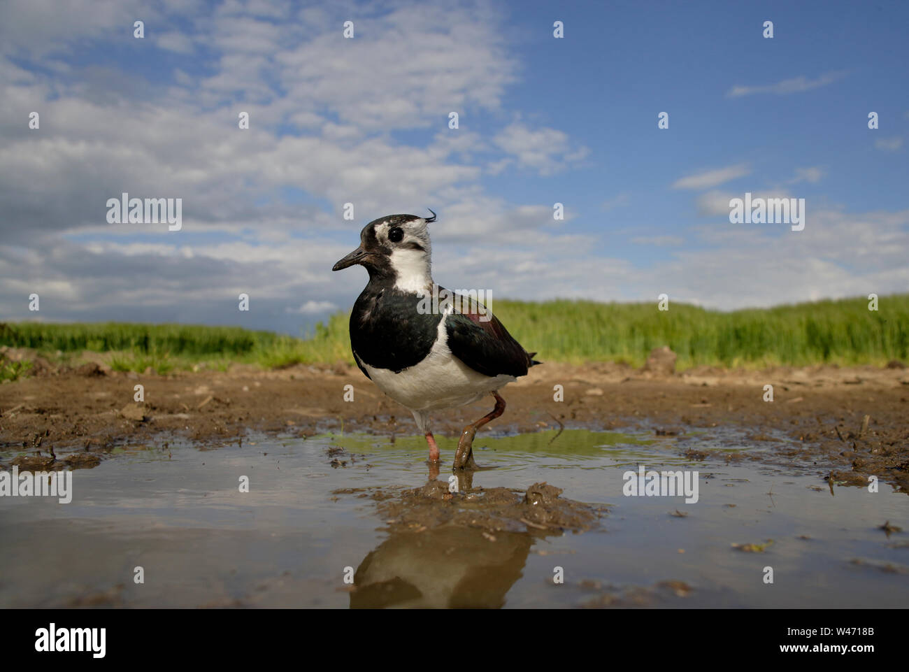 Sociable Vanellus vanellus, du nord, du niveau du sol à l'aide d'un sterable POV caméra commandée à distance. Banque D'Images