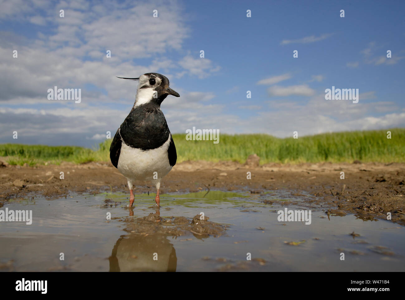 Sociable Vanellus vanellus, du nord, du niveau du sol à l'aide d'un sterable POV caméra commandée à distance. Banque D'Images