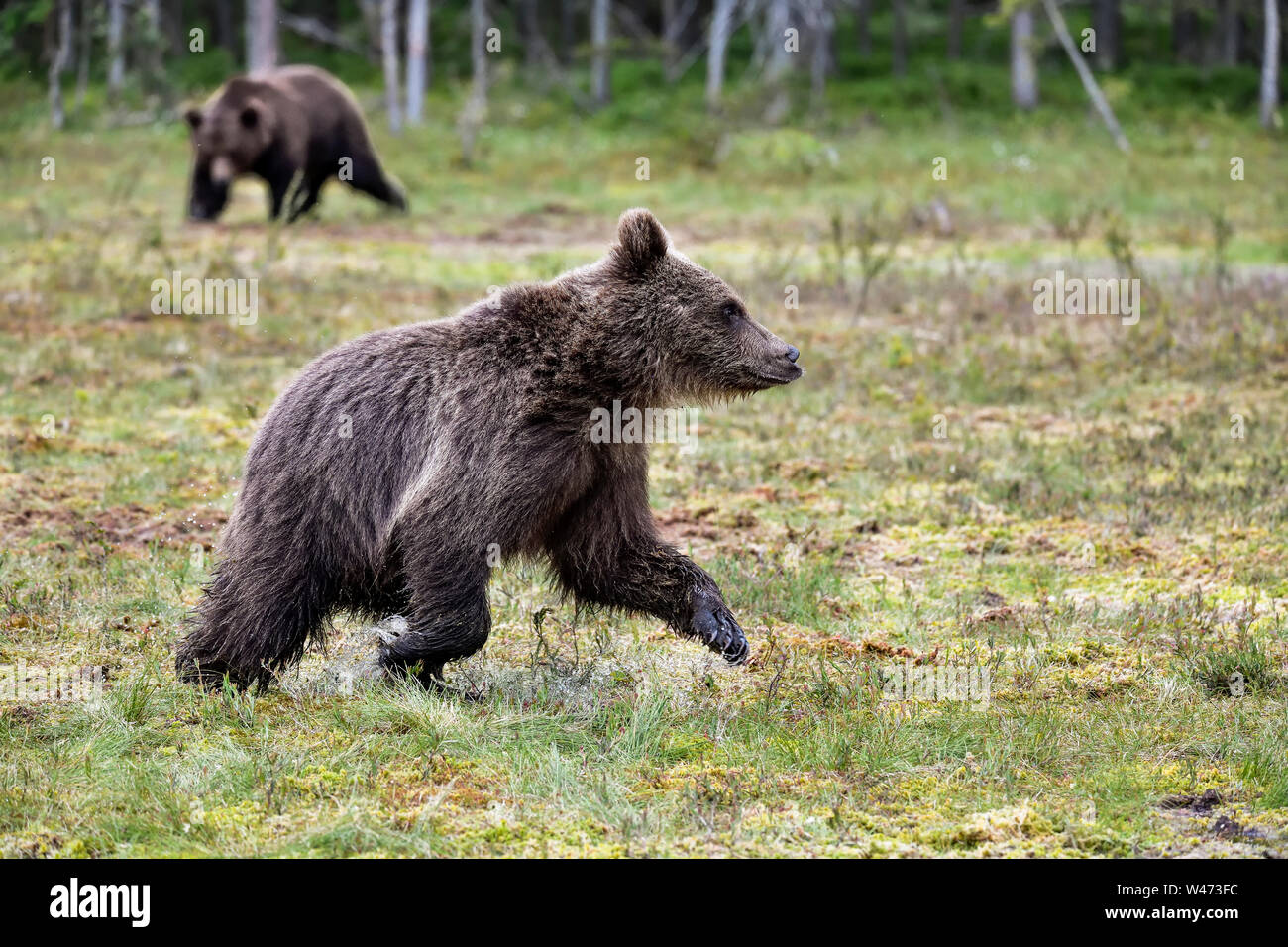 Ours brun ours adultes de rendement d'un an à le marais. Banque D'Images