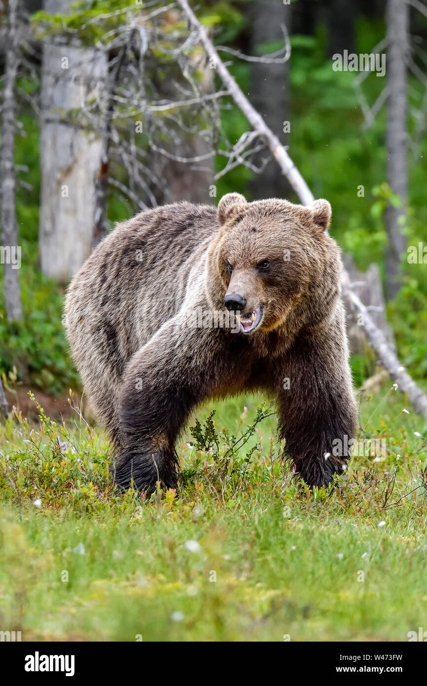 Ours brun a l'air un peu agressif mais est seulement communiquer à ses collègues porte qu'il est "sur le haut de la hiérarchie". Banque D'Images