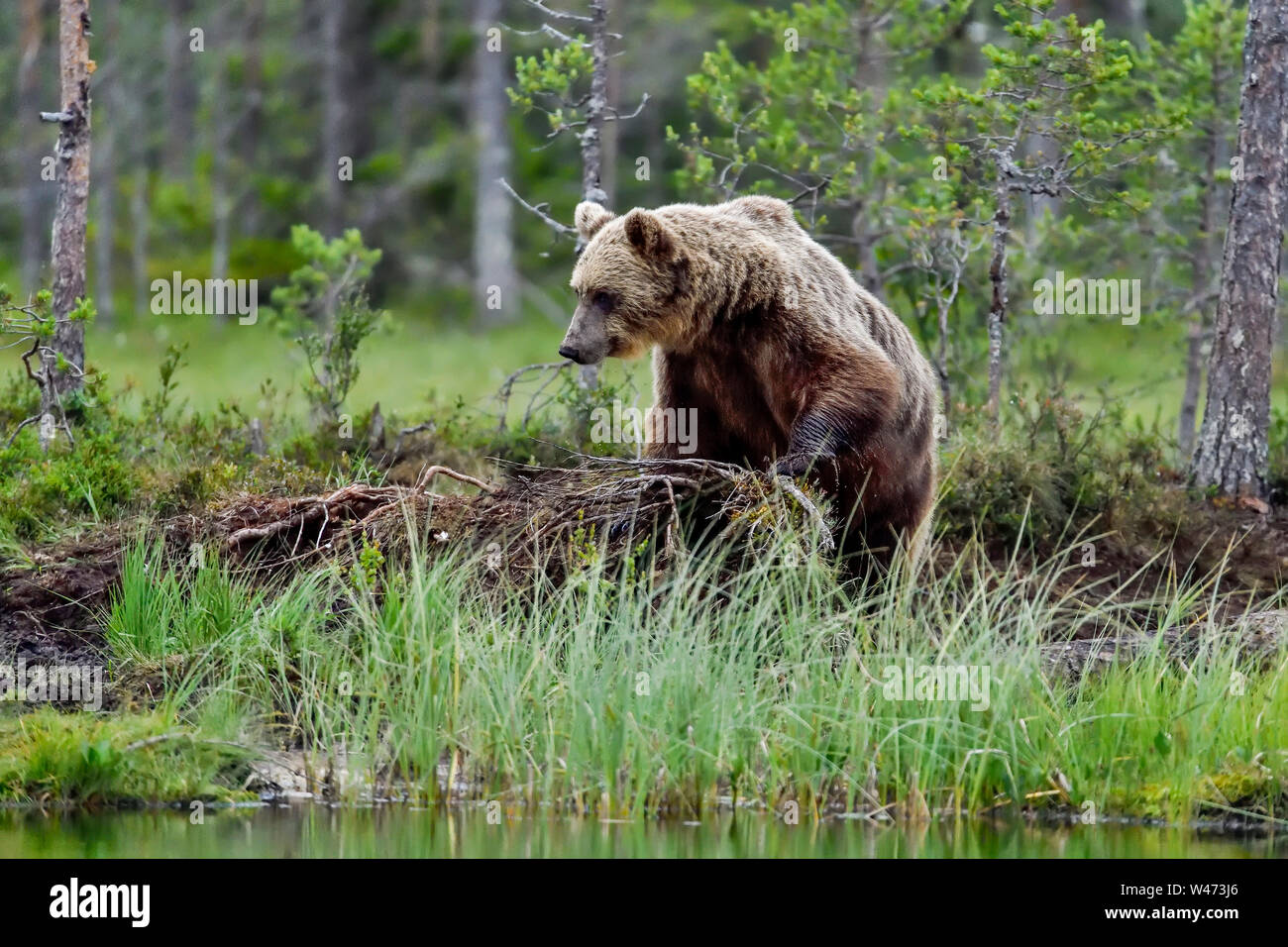 L'ours brun, la fin de nuit visiteur au marais. Banque D'Images