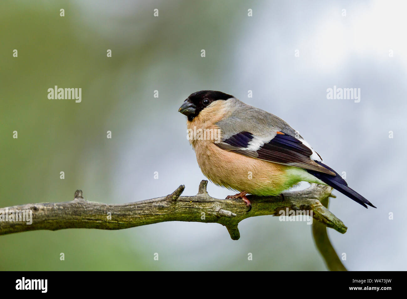 Canard colvert Banque D'Images