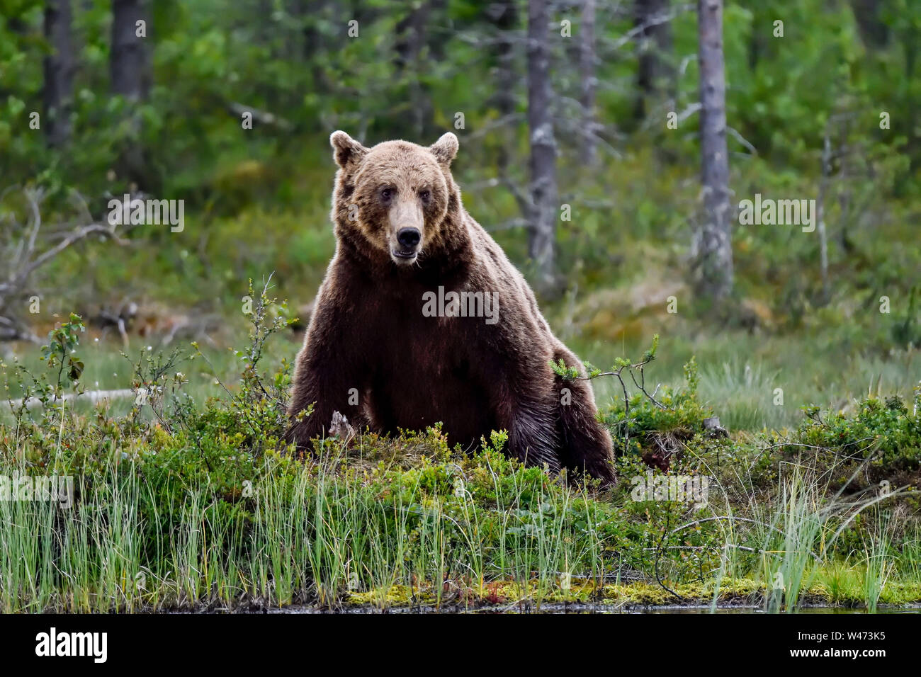 'Sitting Bull'. L'ours brun, c'est la fin de nuit et il est temps de prendre une pause et de processus. Banque D'Images