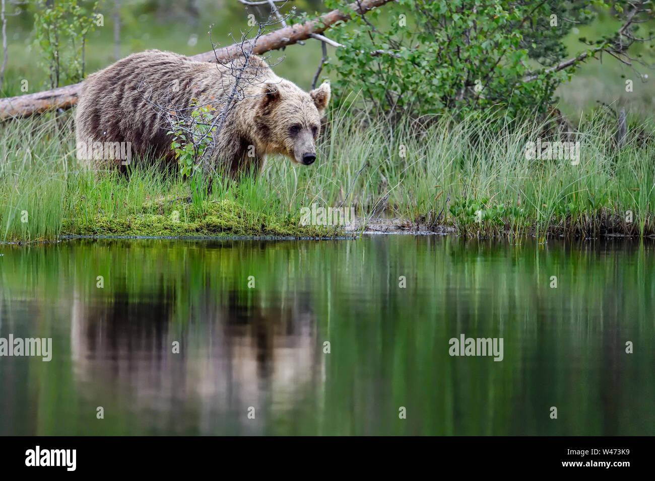L'ours brun, la fin de nuit au visiteur le marais du lac. Banque D'Images