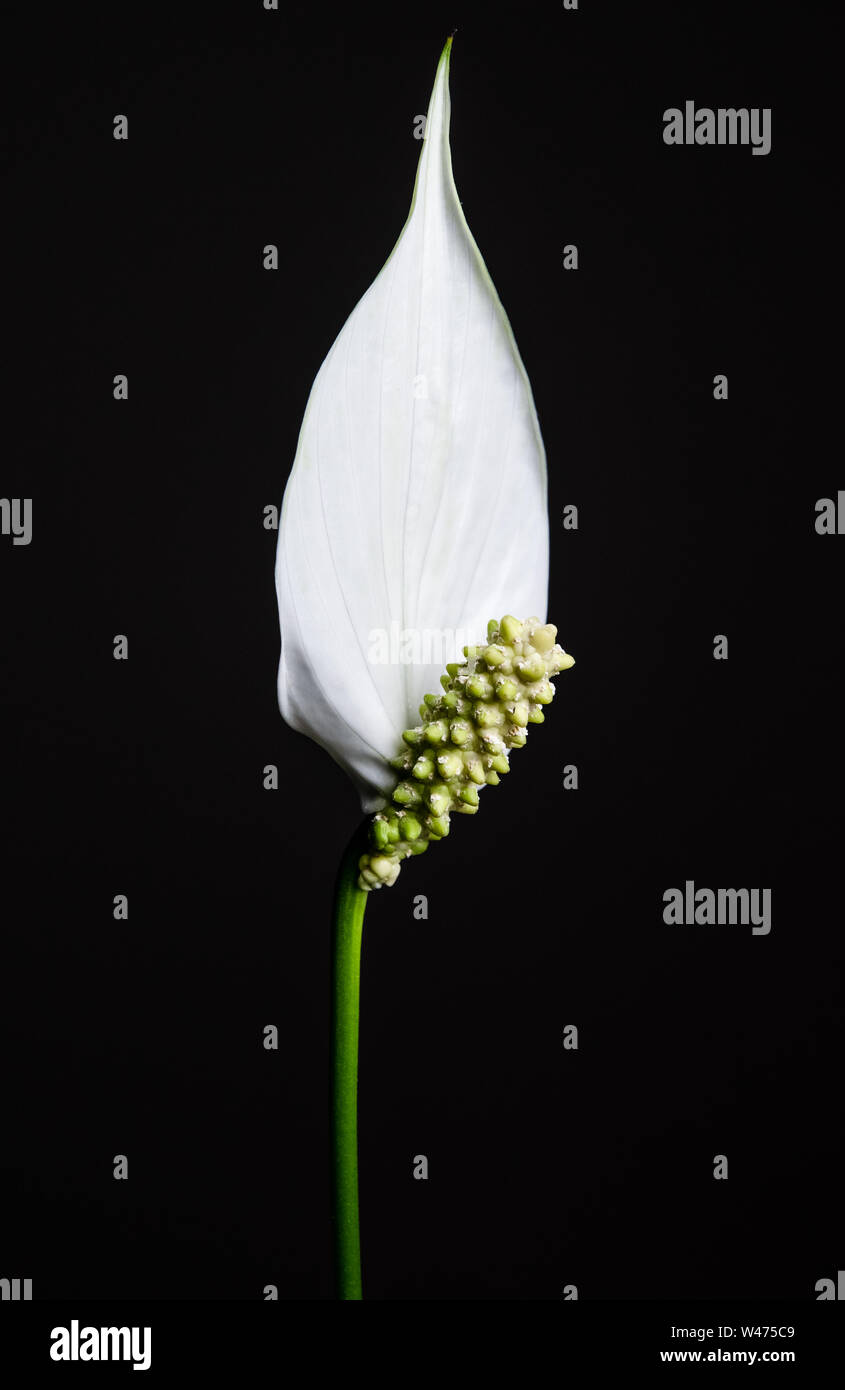 Spathiphyllum, le nénuphar japonais de la paix fleurit sur fond gris foncé  Photo Stock - Alamy