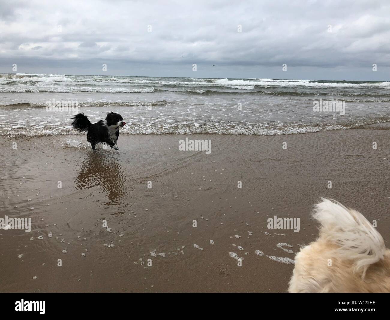 Un petit collie noir chasse la queue d'un autre chien sur la plage Banque D'Images