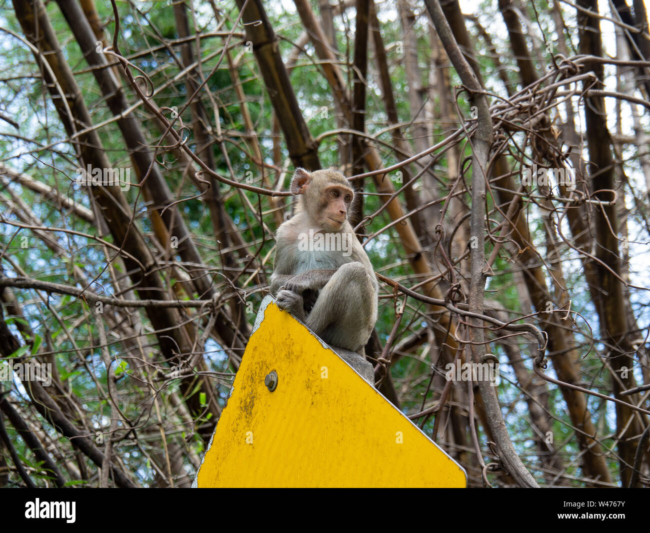 Monkey est sur le signe de la circulation Banque D'Images