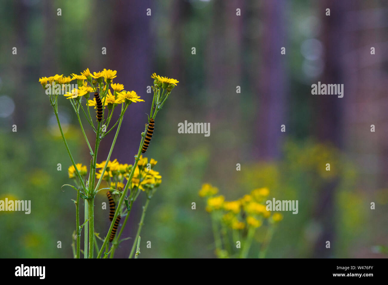 Espèce de cinabre, de chenilles,Tyria jacobaeae de manger une fleur jaune en Hollande en juillet Banque D'Images