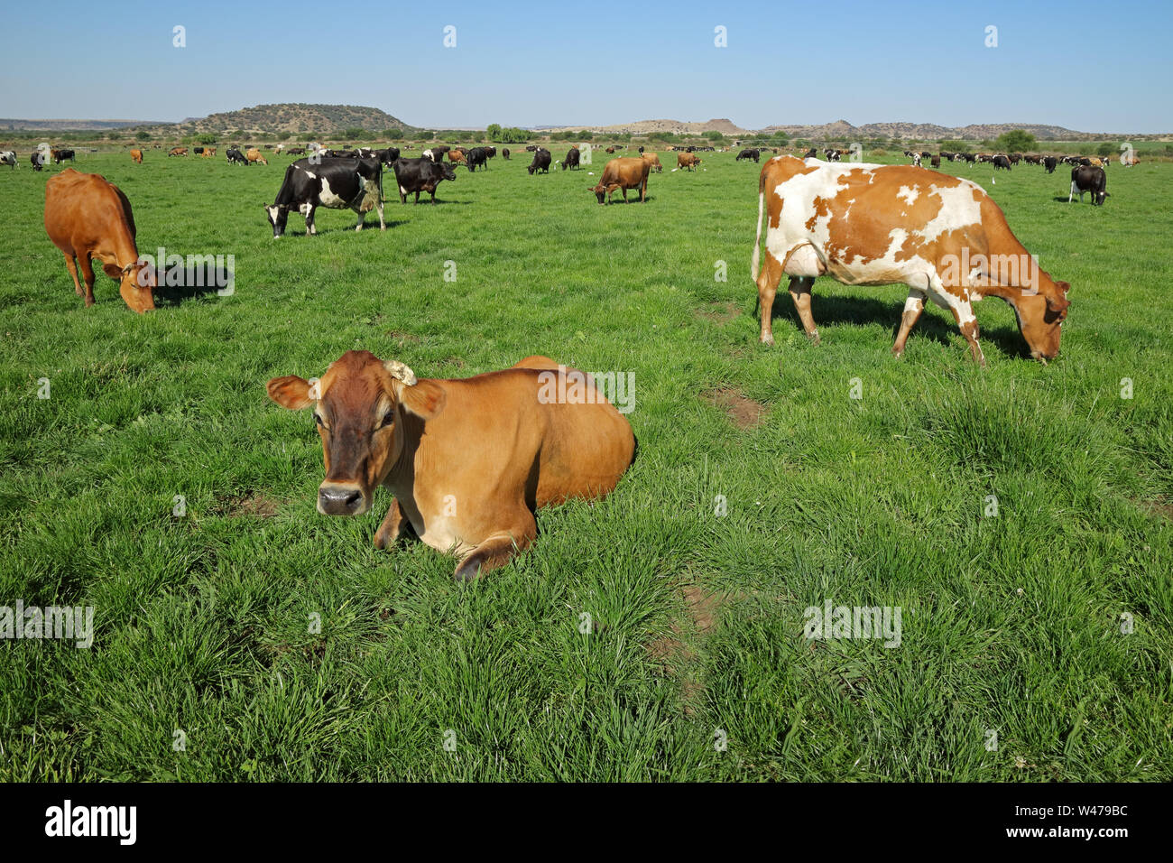 Le pâturage des vaches laitières et reposant sur des pâturages verdoyant d'une ferme rurale Banque D'Images