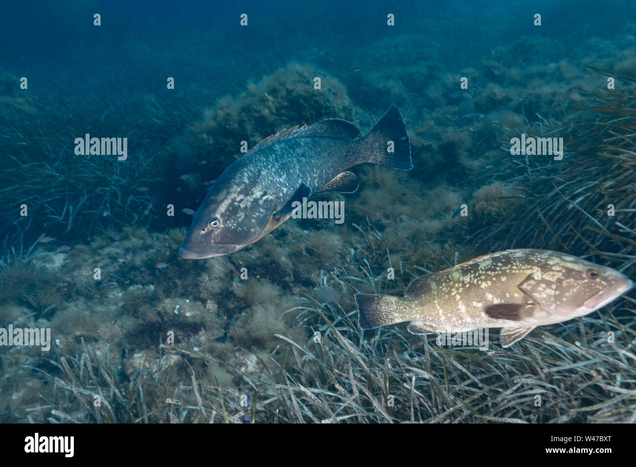 Mérou sombre-Mérou brun (Epinephelus marginatus) de la mer méditerranée. Banque D'Images