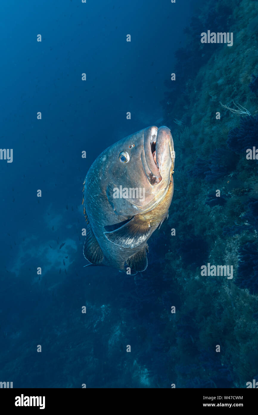 Mérou sombre-Mérou brun (Epinephelus marginatus) de la mer méditerranée. Banque D'Images