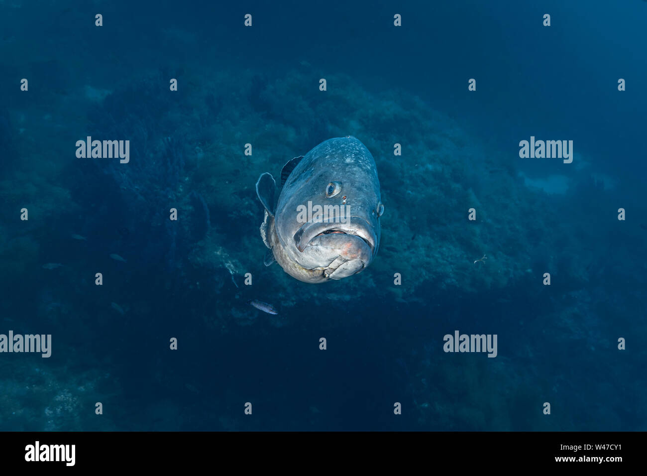 Mérou sombre-Mérou brun (Epinephelus marginatus) de la mer méditerranée. Banque D'Images