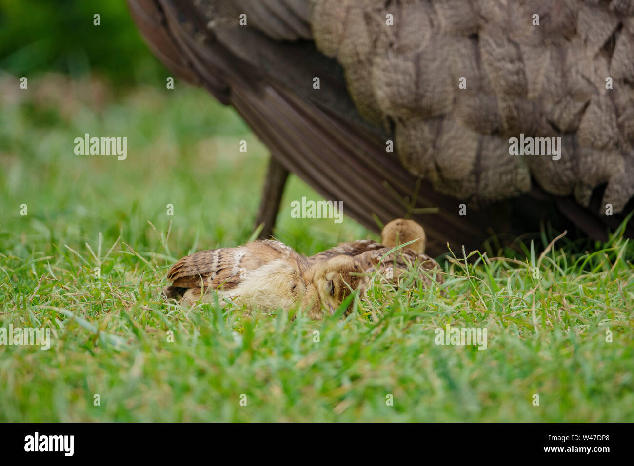 Bebe Paon Banque D Image Et Photos Alamy