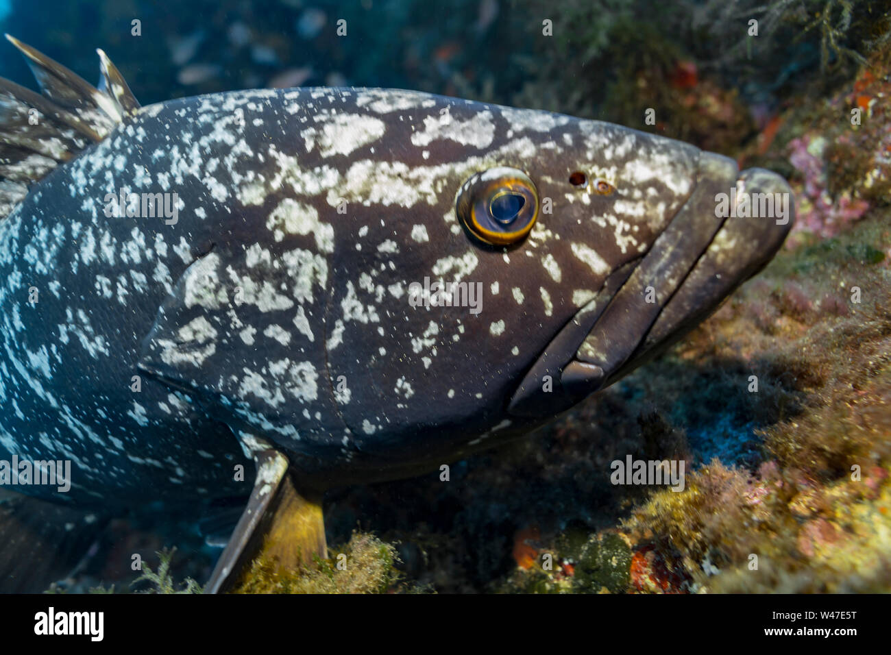 Grouper-Mérou sombre brun (Epinephelus marginatus) de la mer Méditerranée. Banque D'Images