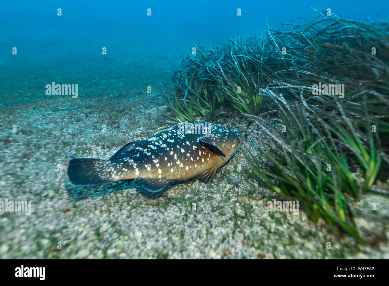 Grouper-Mérou sombre brun (Epinephelus marginatus) de la mer Méditerranée. Banque D'Images