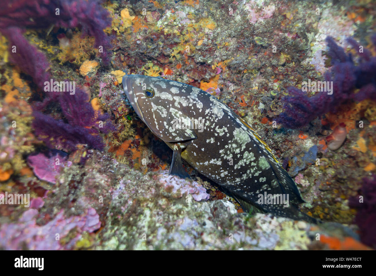 Grouper-Mérou sombre brun (Epinephelus marginatus) de la mer Méditerranée. Banque D'Images