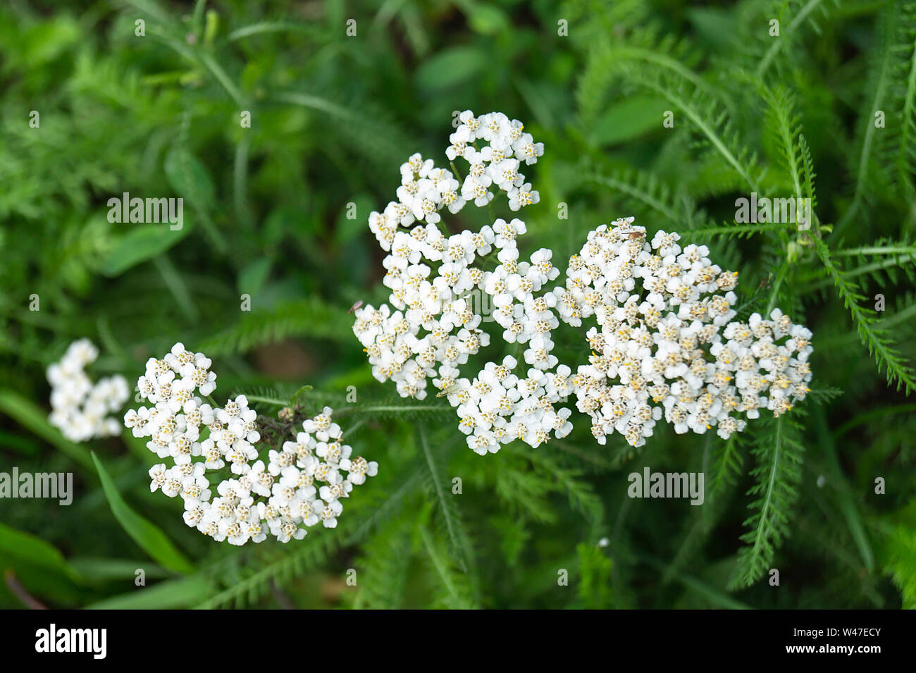 De l'herbe de prairie en fleurs sur fond vert au terme de l'année de temps Banque D'Images