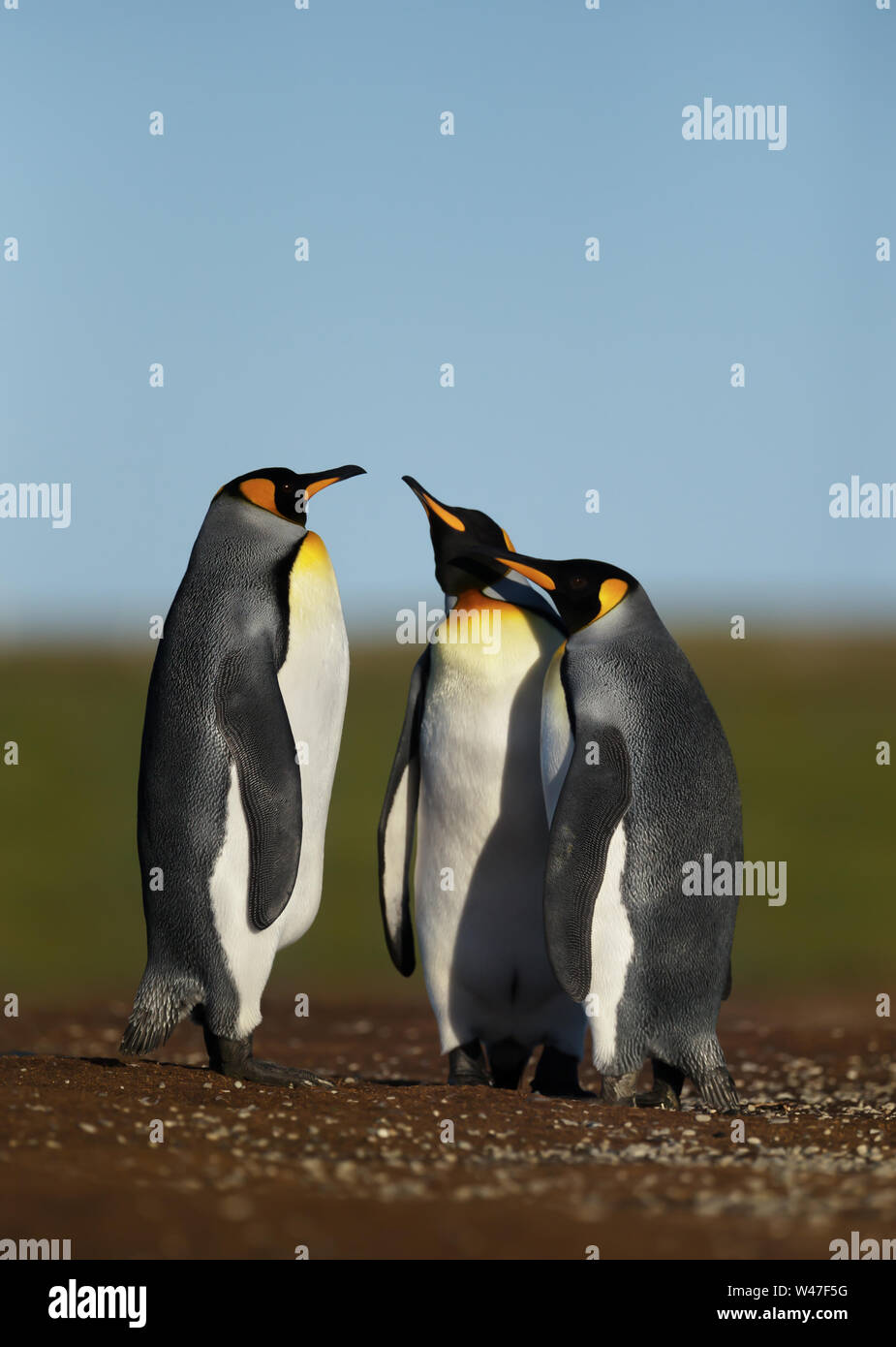 Close up de manchots royaux (Aptenodytes patagonicus) dans la région de Iles Falkland. Banque D'Images