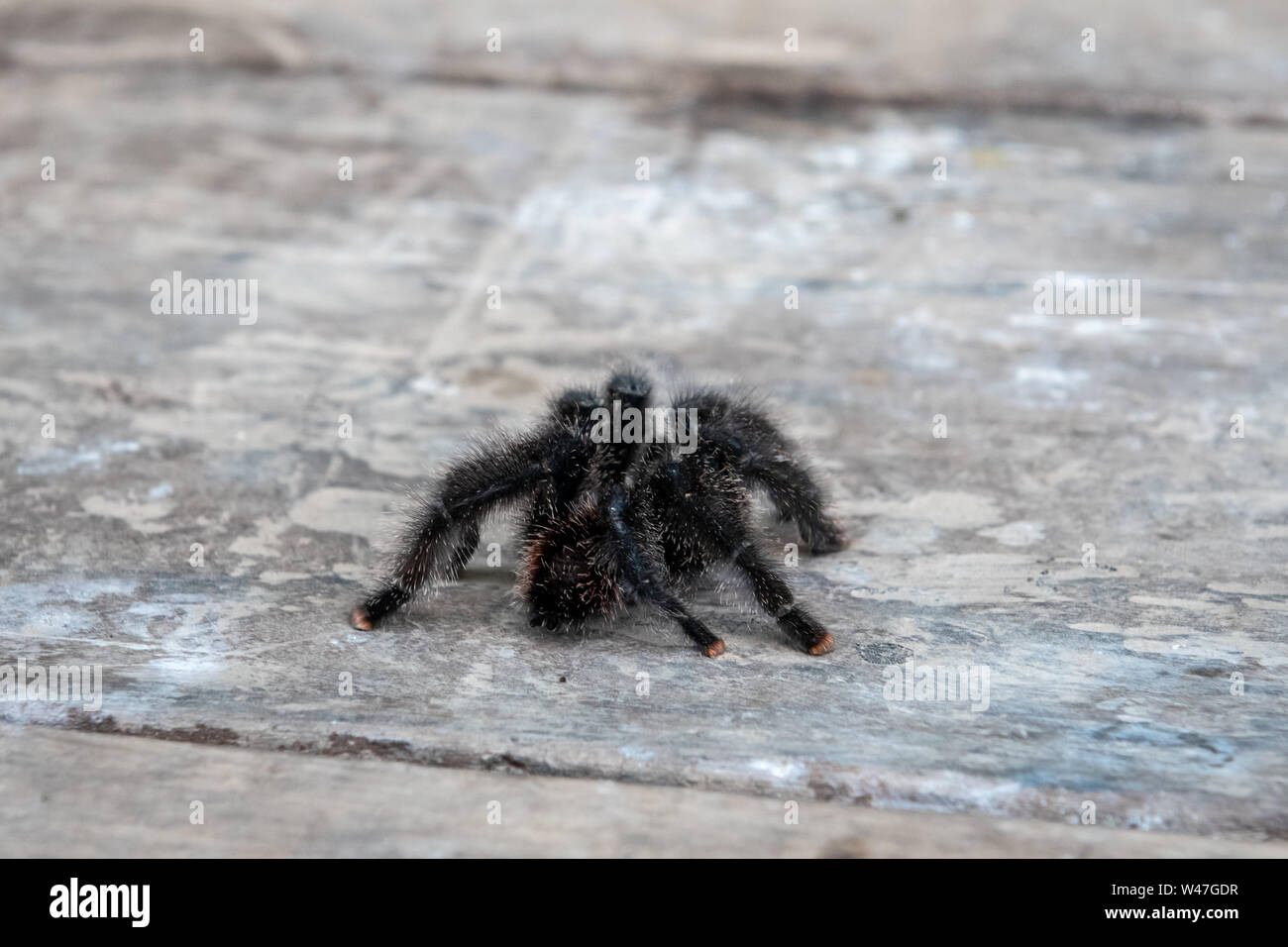 Pink-Toe Avicularia avicularia) Tarantula (dans jungle péruvienne de l'Amazonie Banque D'Images