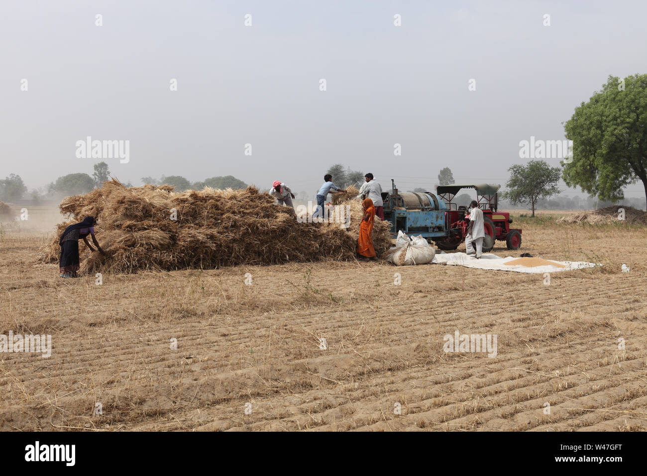 Des ouvriers agricoles travaillant dans un champ Banque D'Images