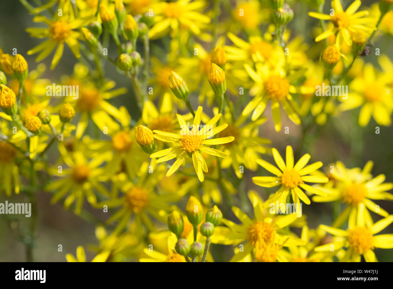 Jacobaea vulgaris, ragwort, séneçon commun, benweed gros plan fleurs jaunes Banque D'Images