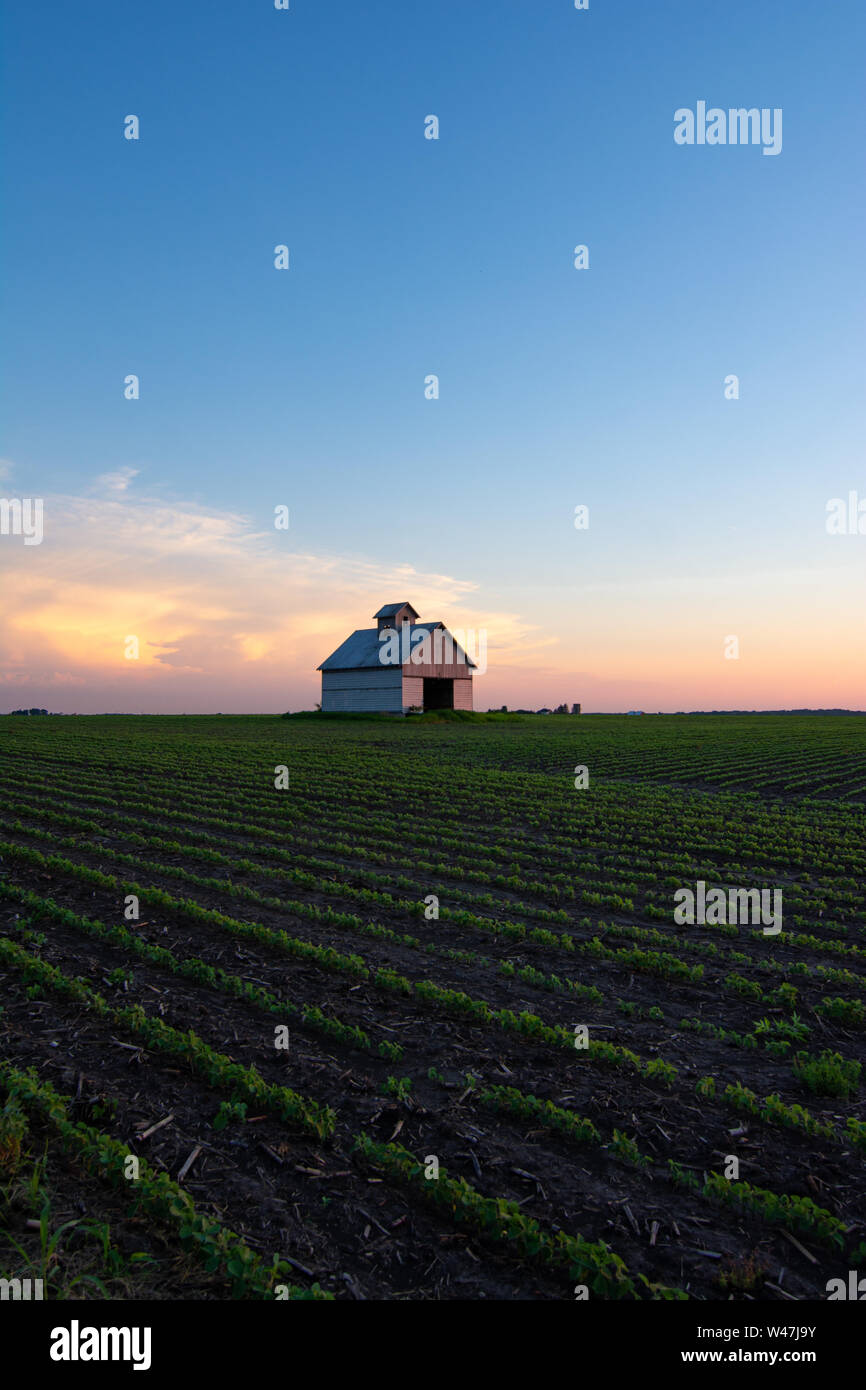 Grange du Midwest au coucher du soleil avec des rangées de graines de soja illuminant dans la lumière. Comté de LaSalle, Illinois, États-Unis Banque D'Images