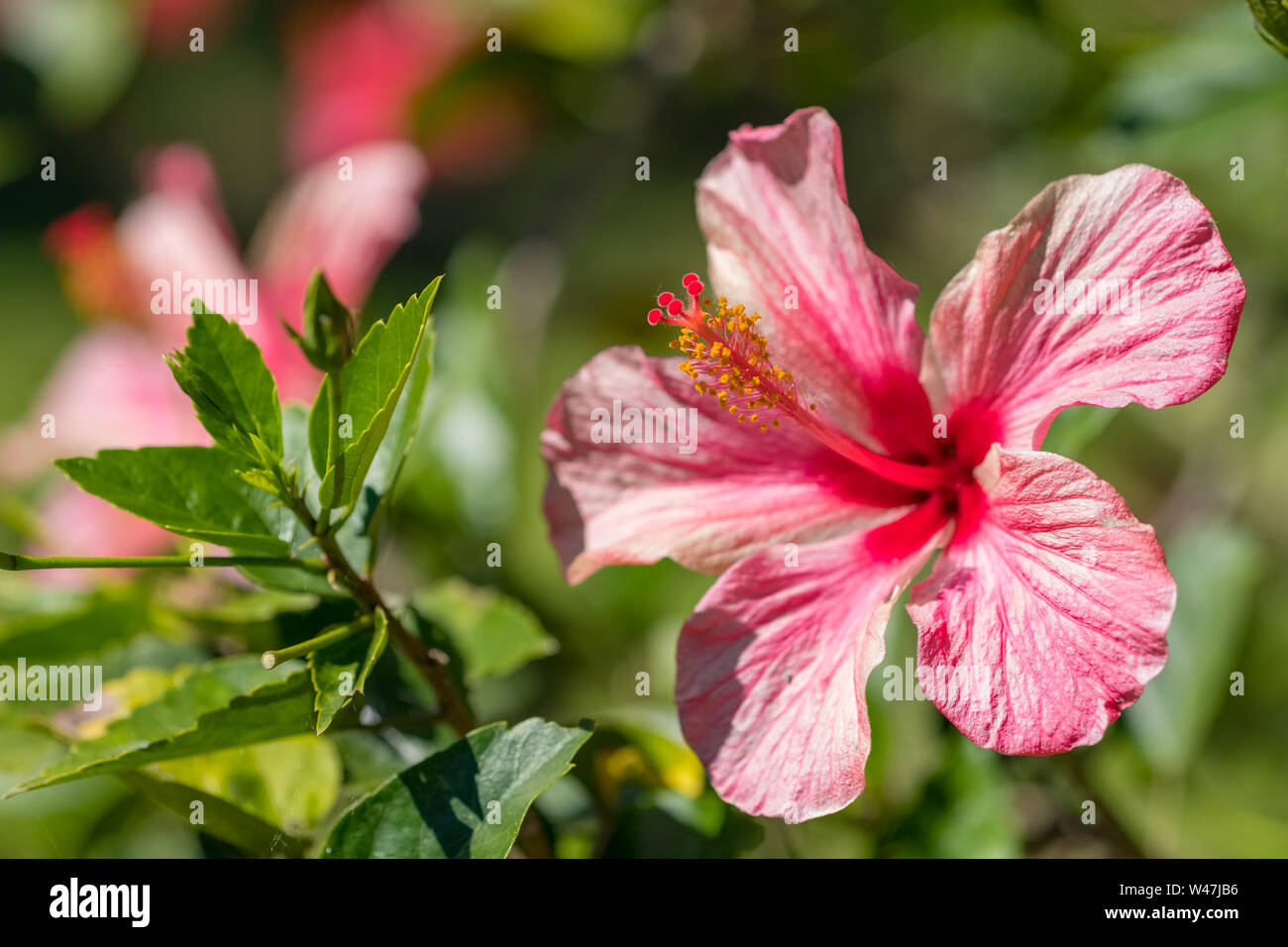 Fleur rouge, Hibiscus rosa sinensis close-up Banque D'Images