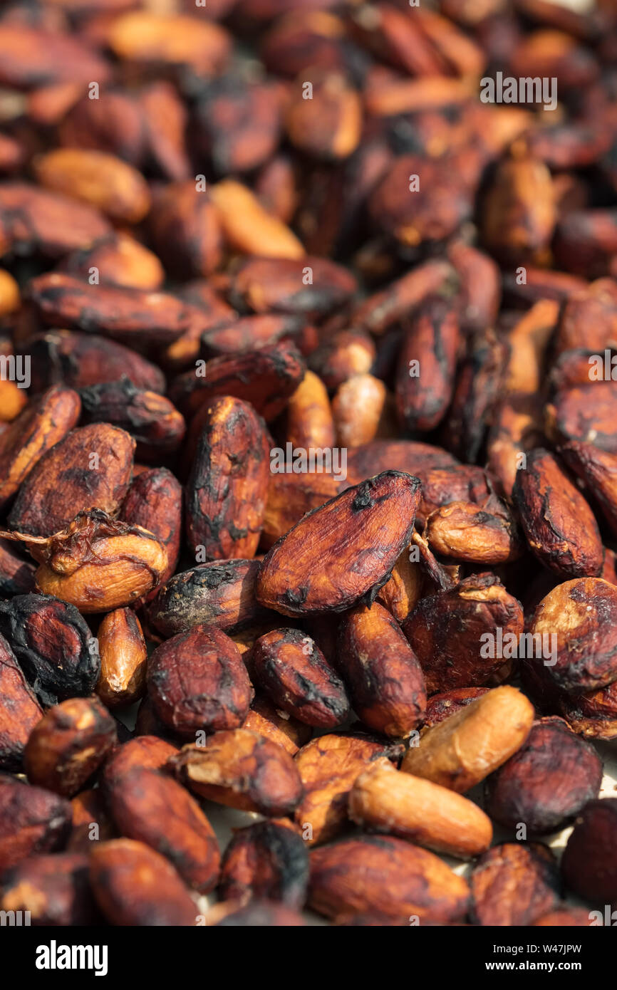Le séchage des fèves de cacao brutes sur une plantation de cacao close-up Banque D'Images