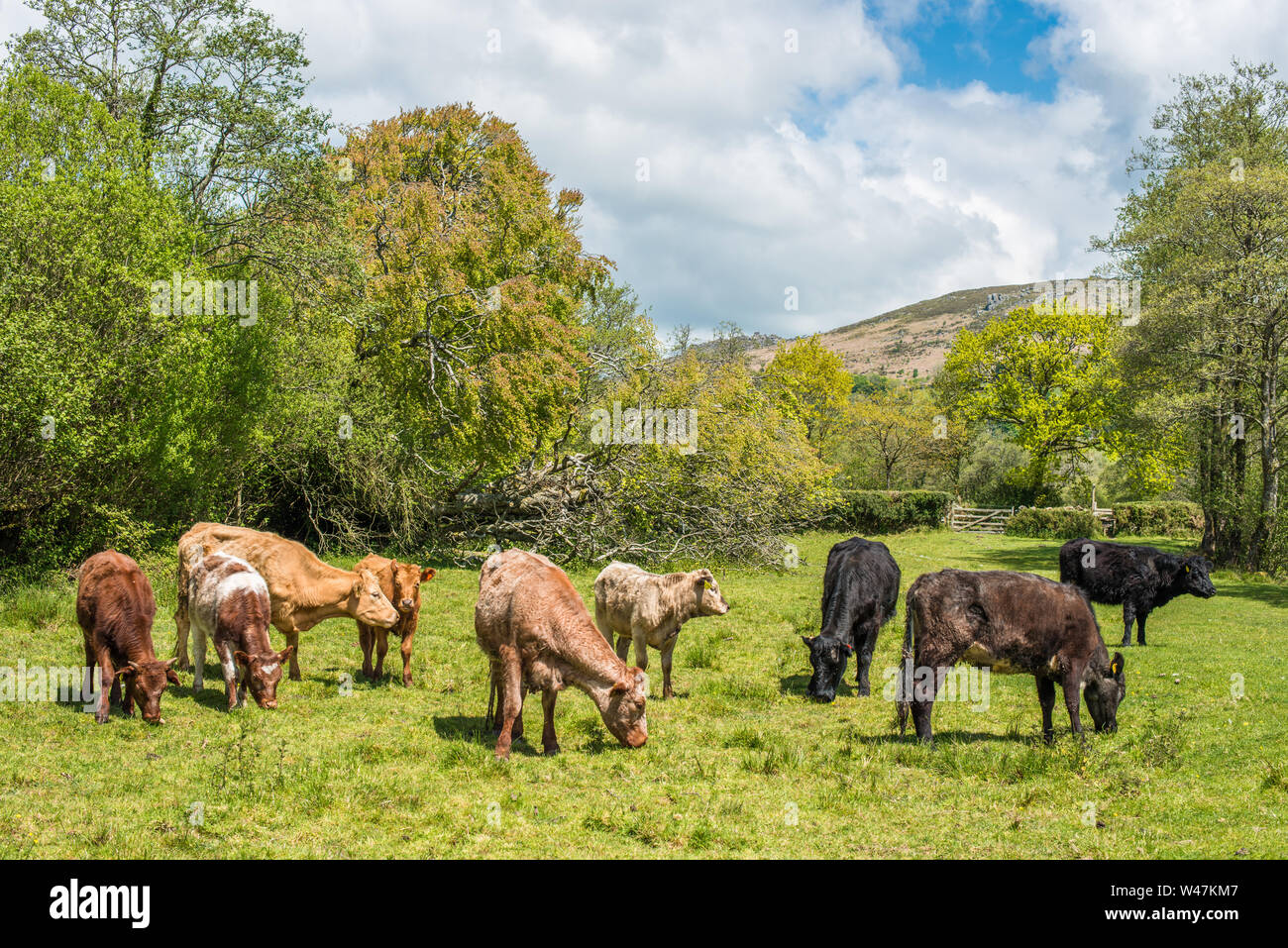 Le pâturage du bétail dans un champ à Widecome dans la lande de Dartmoor National Park, Devon, Angleterre, Royaume-Uni. Banque D'Images