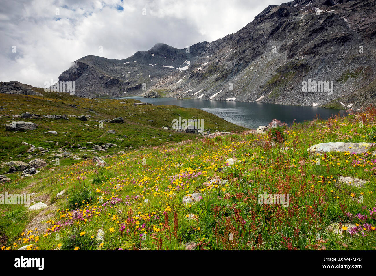 Fleurs des alpes près de Gran Lago. La saison d'été. Le Parc Naturel du Mont Avic. Vallée d'Aoste. Banque D'Images