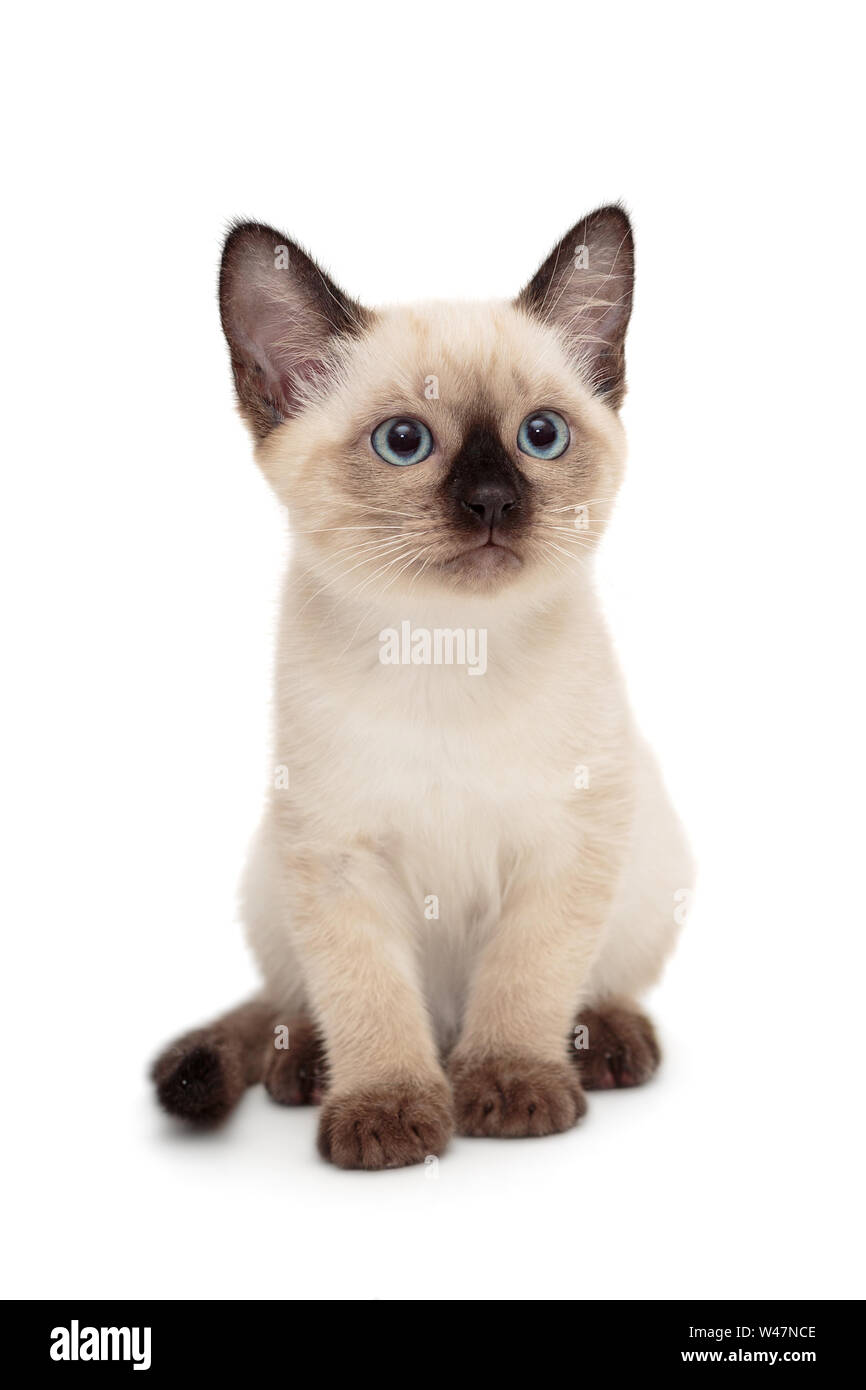 Petit Chaton Siamois Isole Sur Fond Blanc Photo Stock Alamy