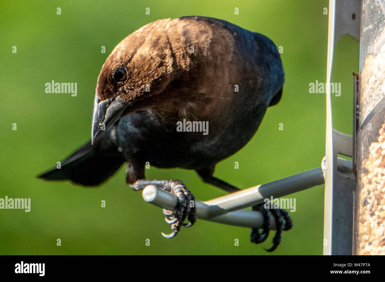 Oiseau sur un perchoir Banque D'Images