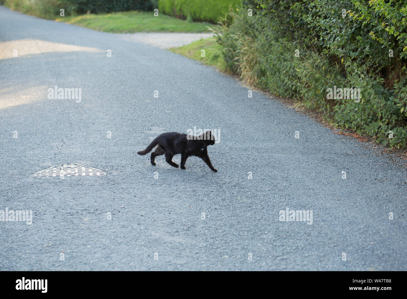 Un Chat Noir Traverser Une Route De Campagne Dans La Region De North Dorset Dans La