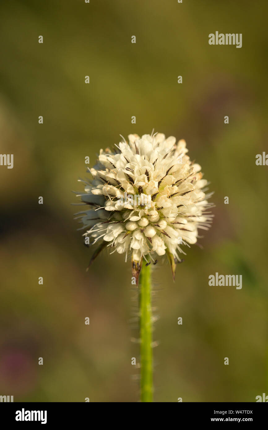 Une petite floraison, Cardère Dipsacus pilosus, poussant sur les rives de la Stour Dorset près de la petite ville de Vevey dans la lumière du soir. Dorset Englan Banque D'Images
