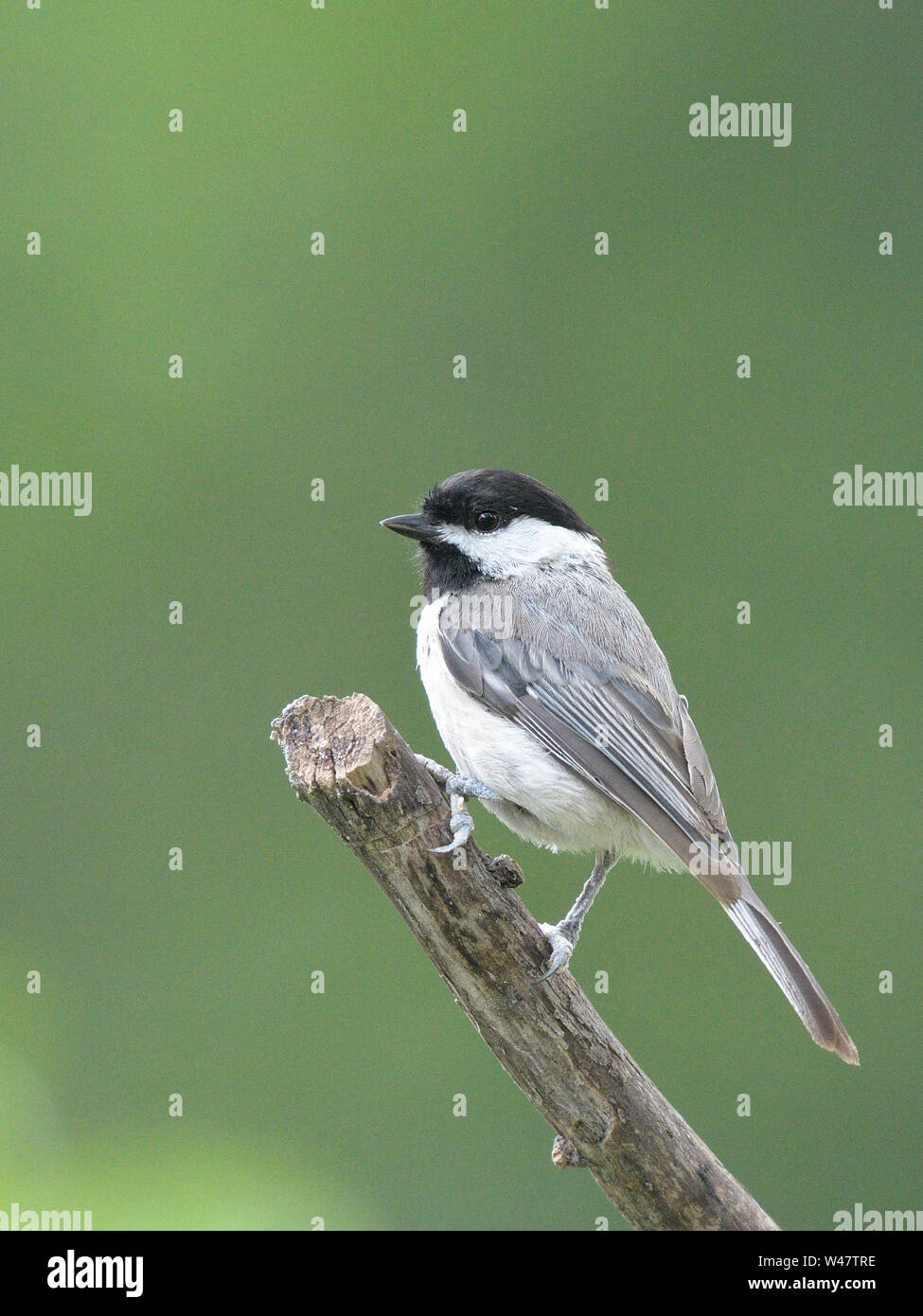 Petite Mésange nord-américain de Caroline songbird Poecile carolinensis perché sur la branche d'arbre. Banque D'Images