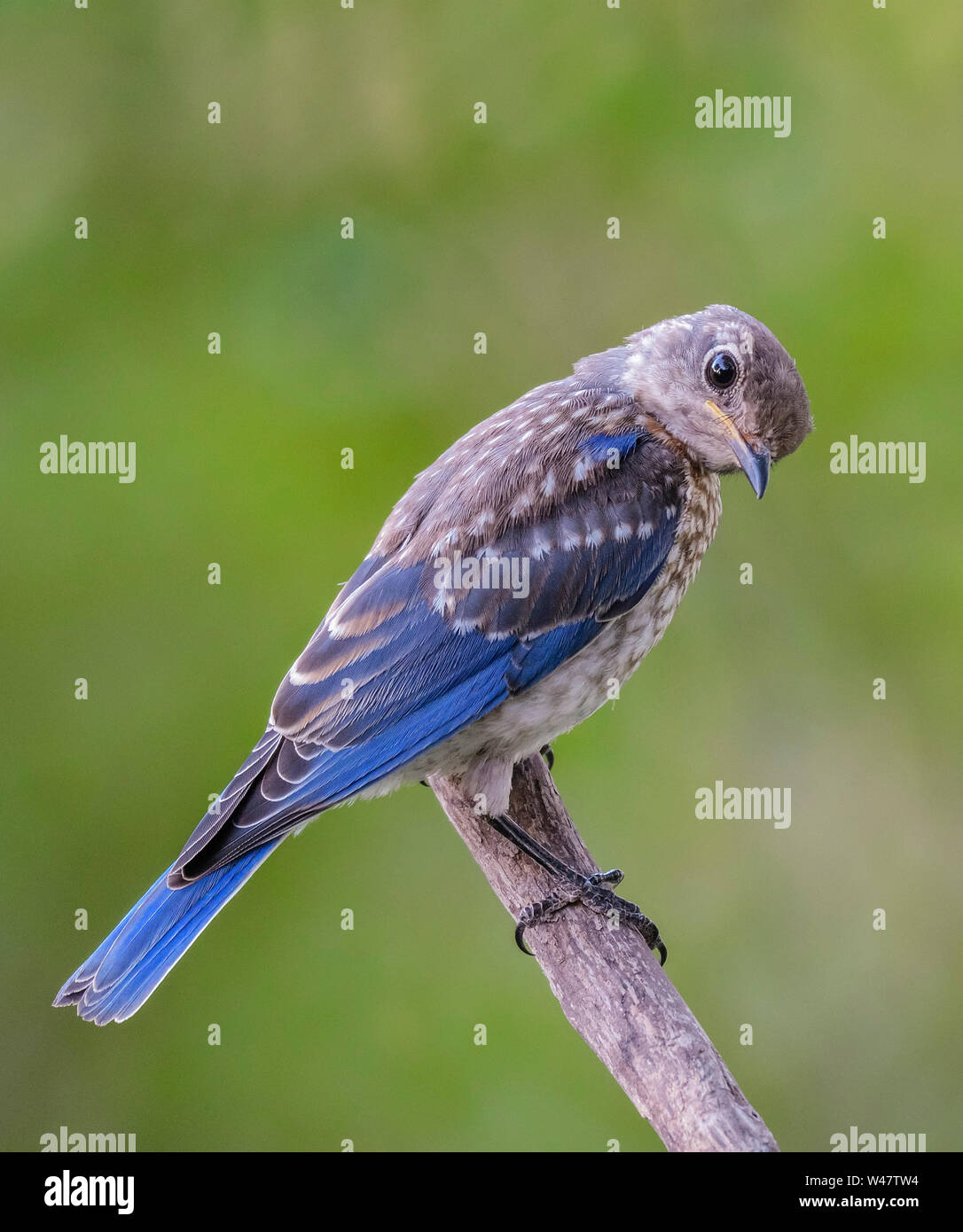 Merlebleu de l'Est Sialia sialis récemment juvénile véritable perché sur branche d'arbre, Banque D'Images