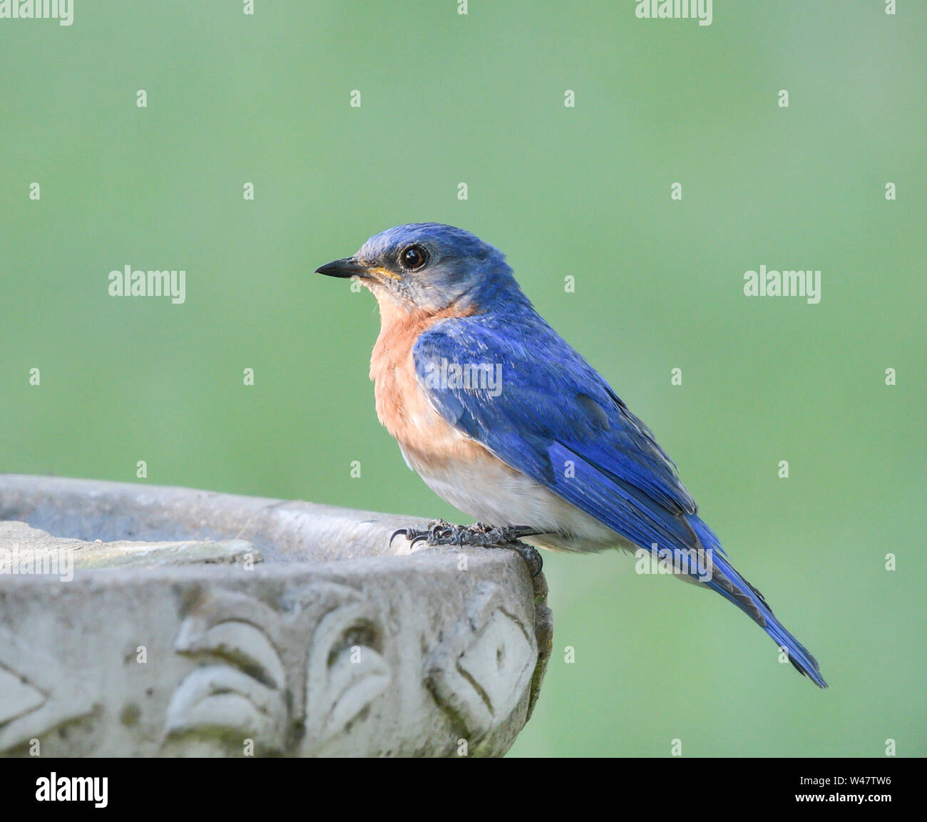 Merlebleu de l'Est Sialia sialis perché sur le bord de Backyard Bird Bath. Banque D'Images