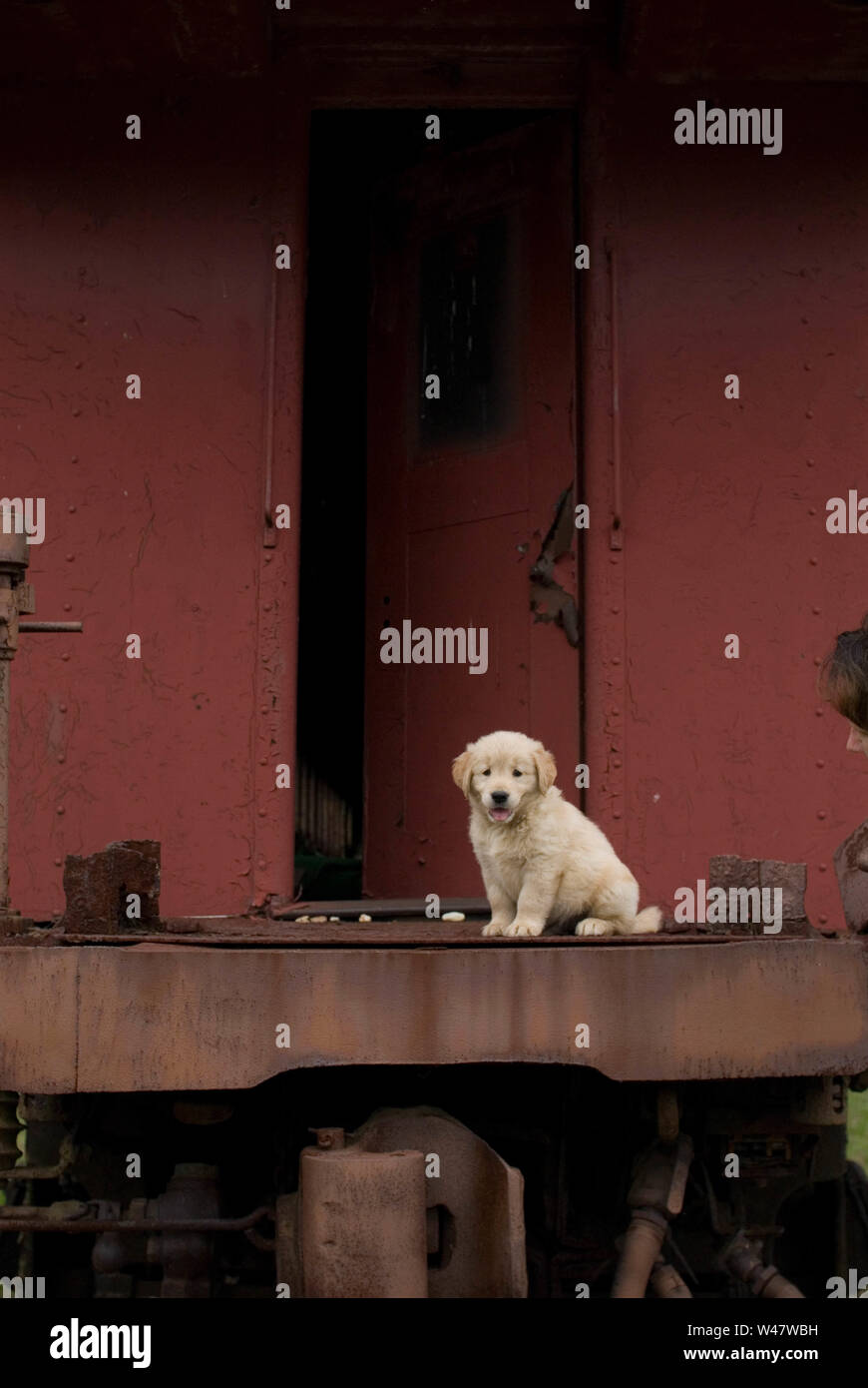 Chiot Chien assis à l'arrière d'un train d'abandonner Banque D'Images