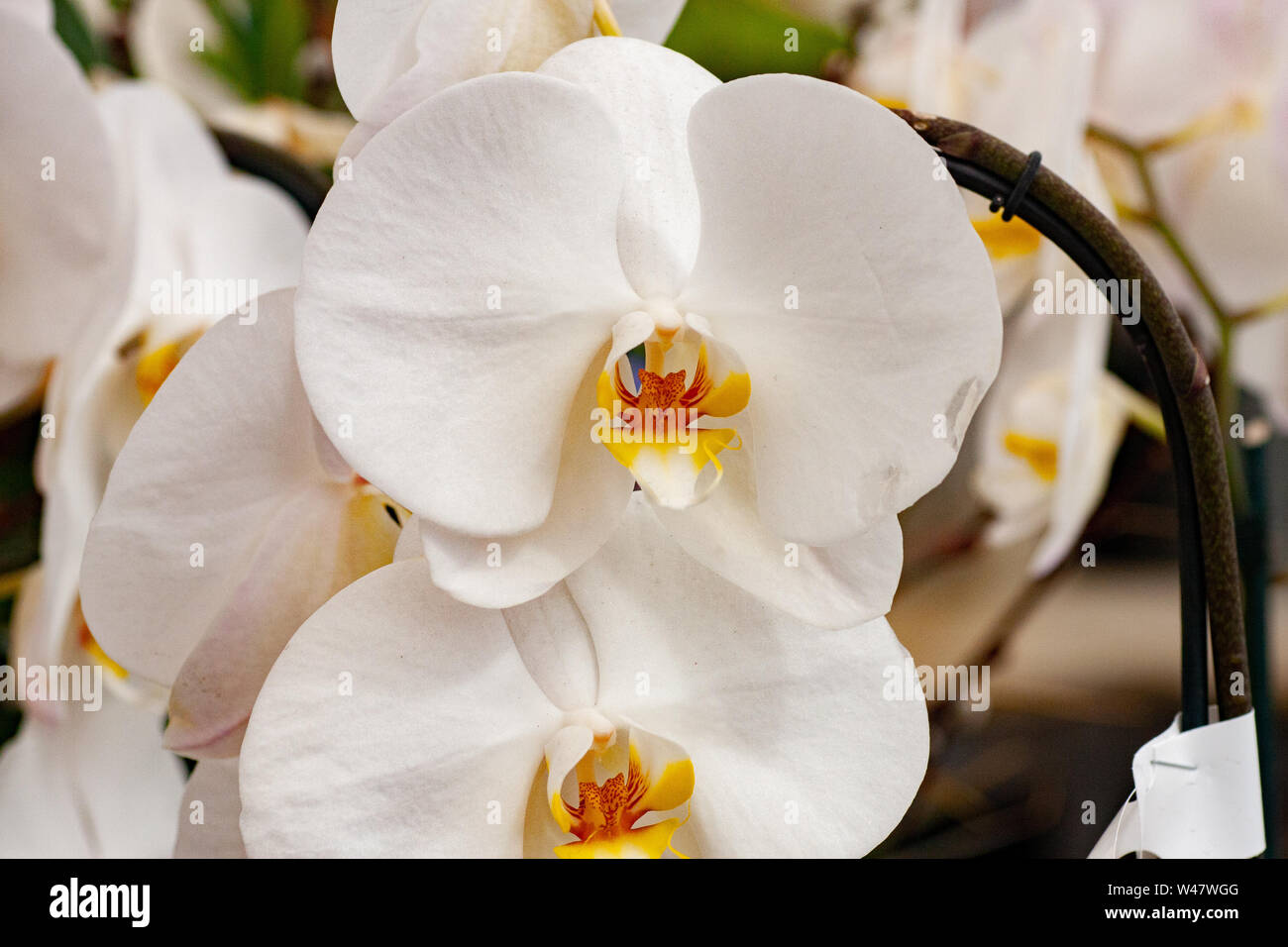 Orchidée Phalaenopsis blanche fleurs flore paire libre centres jaunes Banque D'Images