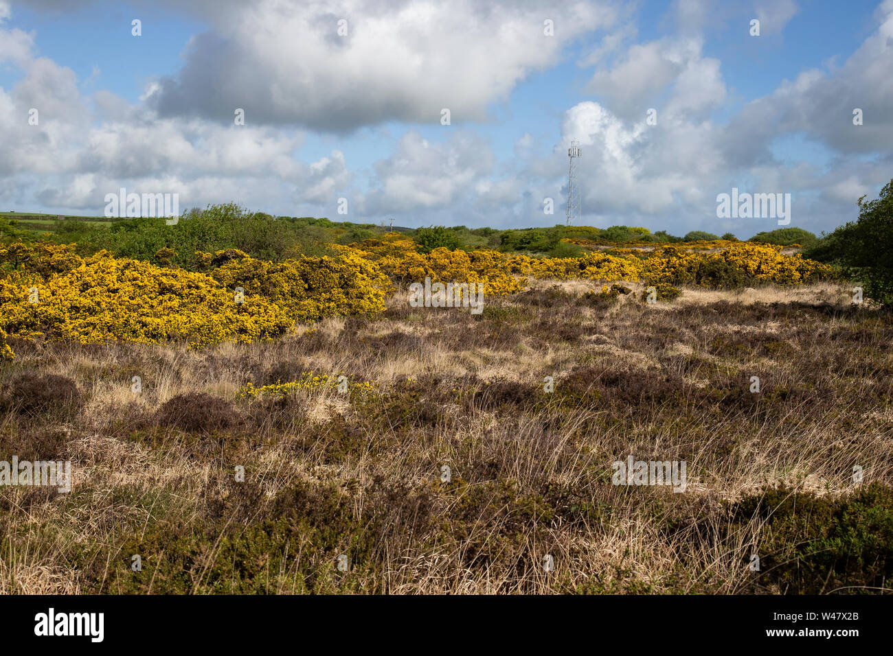 L'ajonc arbuste en fleur sur le matériel roulant landes granitiques de Bodmin Moor en Cornouailles au début de l'été Banque D'Images