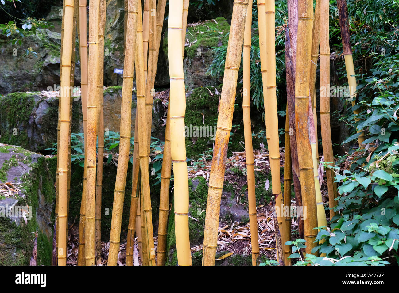Phyllostachys Vivax ou bois, bambou chinois doré Rosemoor, UK - John Gollop Banque D'Images