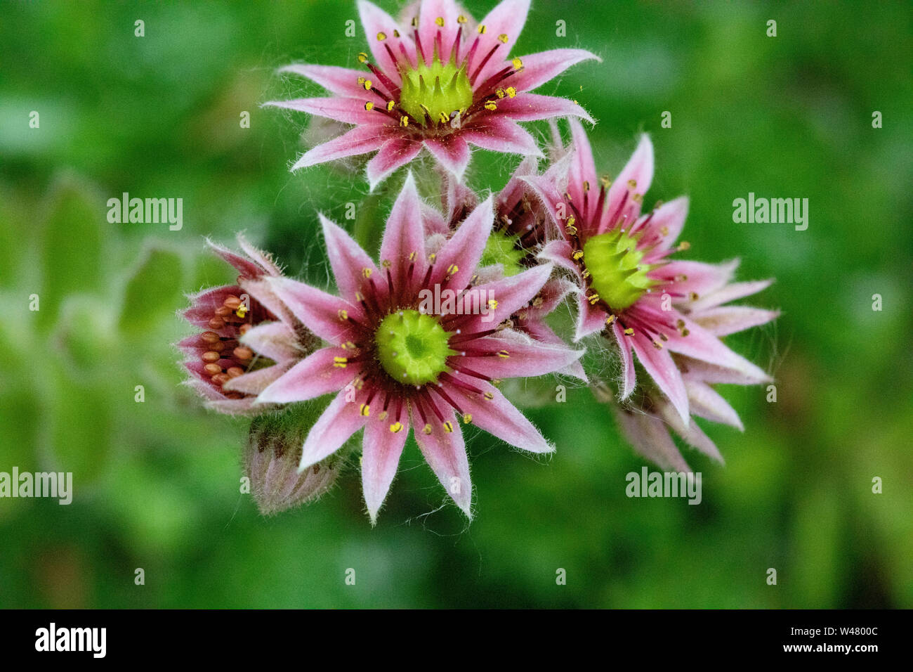 Fleurs flore fleurs succulentes nouvelles poules et poussins Crassulaceae closeup Banque D'Images