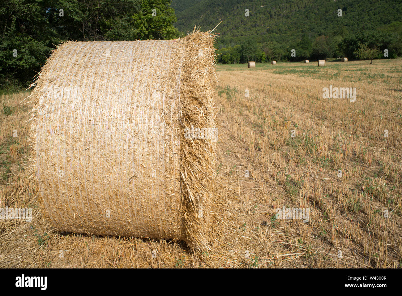 Rouleaux de foin dans un champ près de Fossombrone,Marche,Italie Banque D'Images