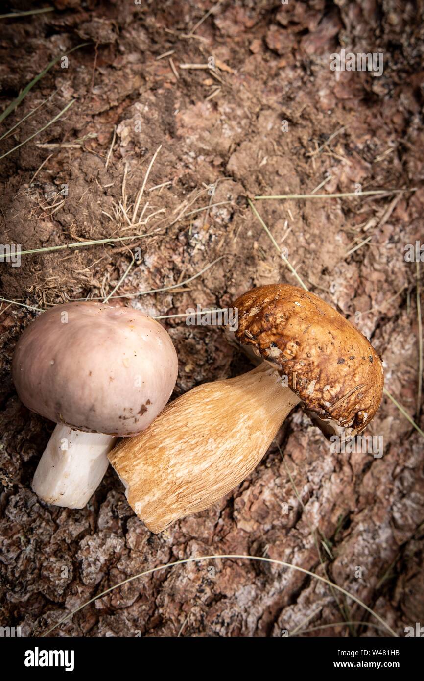 Les champignons sauvages sur l'écorce des arbres. Nature et aliments comestibles Concept. Banque D'Images