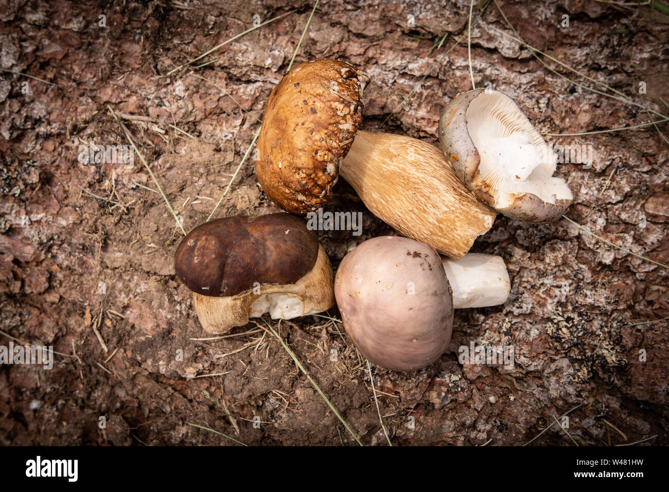 Les champignons sauvages sur l'écorce des arbres. Nature et aliments comestibles Concept. Banque D'Images
