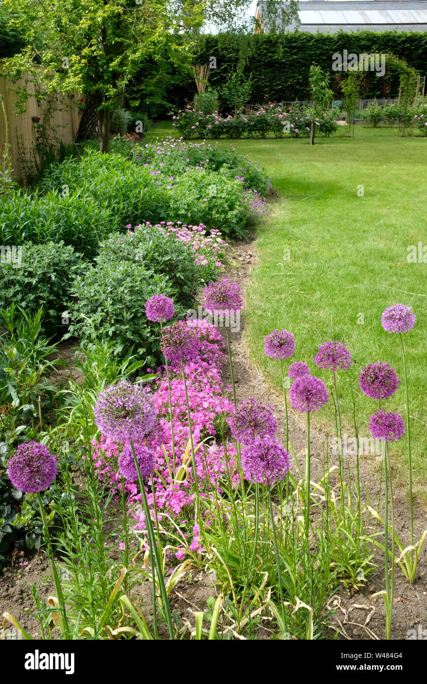 Fleurs d'Allium purple sensation dans un lit de la fleur d'un jardin typiquement anglais Banque D'Images