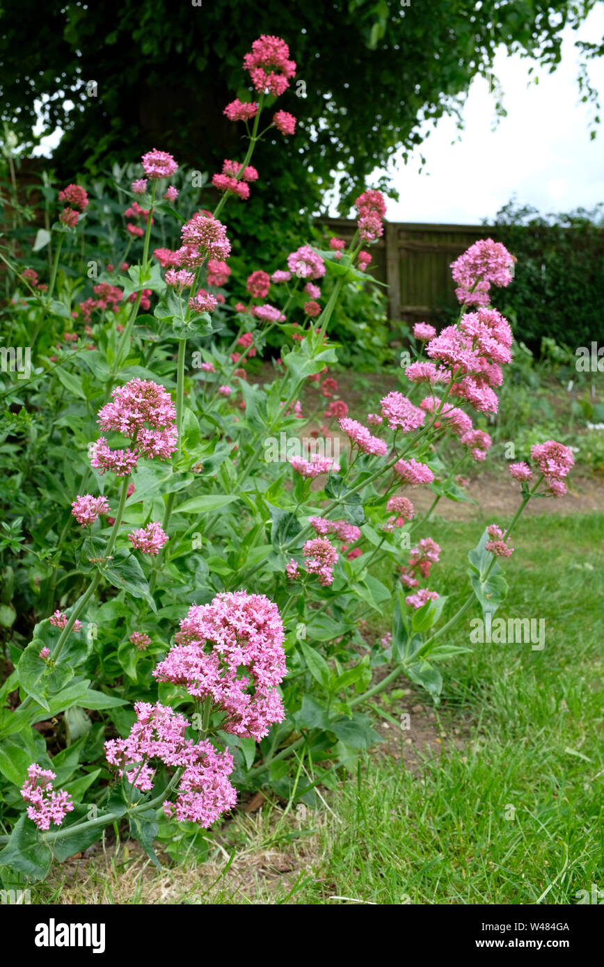 La valériane plante poussant dans un jardin fleur frontière. (Valeriana officinalis) Banque D'Images
