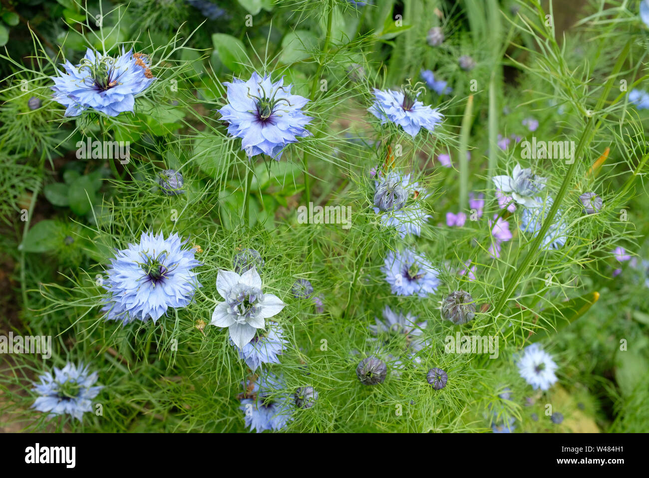 Love-dans-un-mist fleurs, Nigella damascena Miss Jekyll, frontière dans un jardin. Banque D'Images