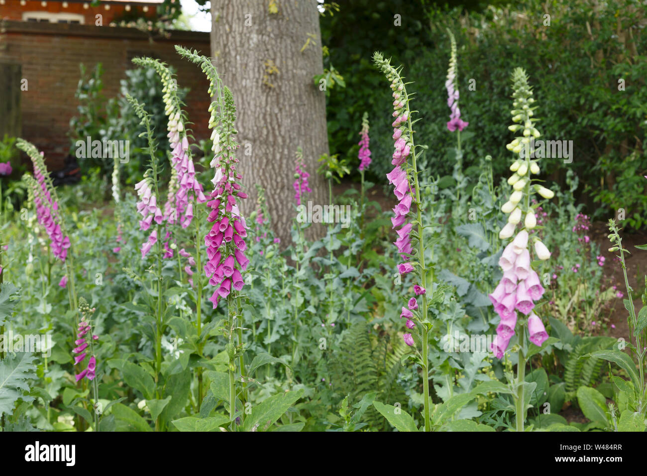 Digitales, commune Digitalis purpurea, dans un jardin boisé Banque D'Images