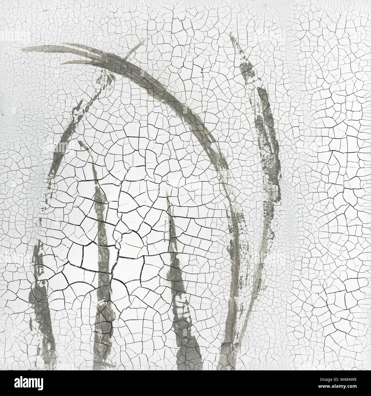 Des fragments de peinture zen minimaliste blanc fond fissuré avec des tons de gris neutre. Art symbolique de l'herbe. Banque D'Images